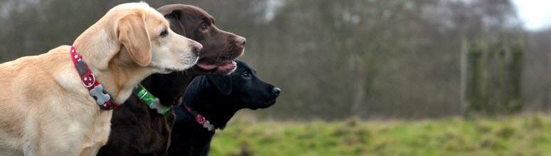 Labrador retriever dogs